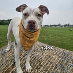 Thumbnail photo of Roxy #3