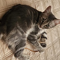 adopt a pet