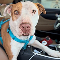 adopt a pet