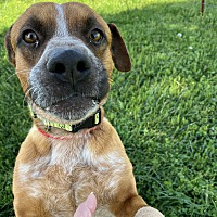 adopt a pet