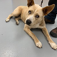 adopt a pet