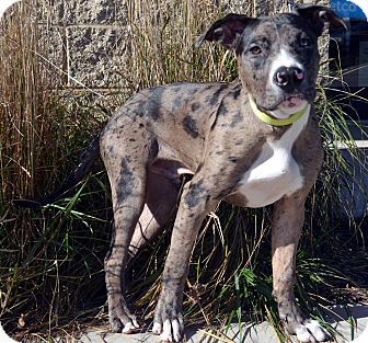 catahoula great dane