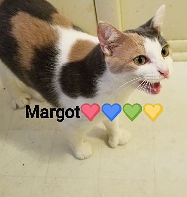 Richmond Ky Domestic Shorthair Meet Margot A Pet For Adoption