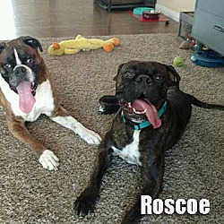 Thumbnail photo of Roscoe #2