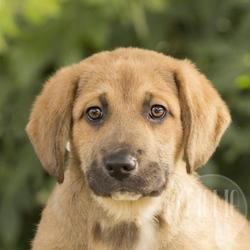 Fuzzy Friends Rescue In Waco Texas