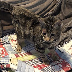 Thumbnail photo of Cowlick Ridgeback kitten #2