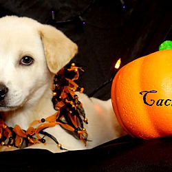 Thumbnail photo of Cackles~adopted! #2