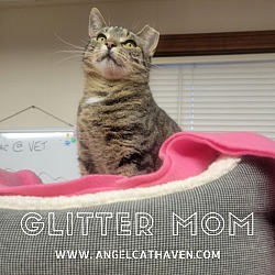 Photo of Glitter Mom