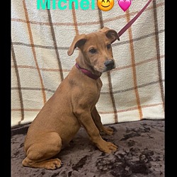Photo of (pending) Michel, M, Lab mix, 4 mo