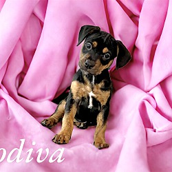 Thumbnail photo of Godiva #1