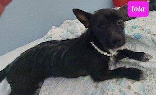 Boca Raton, FL - Terrier (Unknown Type, Medium). Meet Lola a Pet for ...