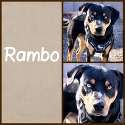 Thumbnail photo of Rambo #2