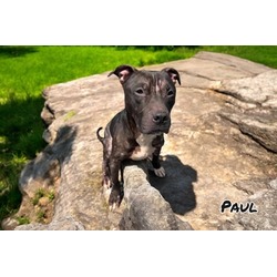 Thumbnail photo of Paul #2