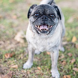 bonded pet photo