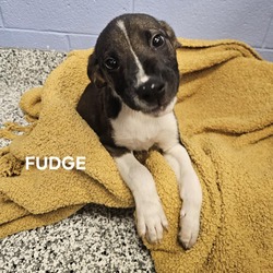 Thumbnail photo of Fudge #1