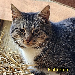 Thumbnail photo of Flufferton #2