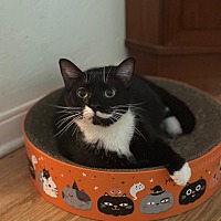 adopt a pet