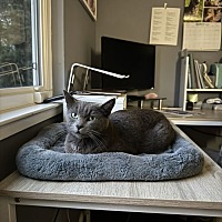 adopt a pet