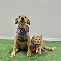 adopt a pet