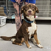adopt a pet