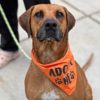 adopt a pet