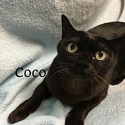 Thumbnail photo of Coco #1