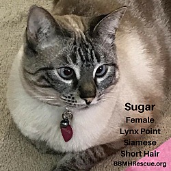 Thumbnail photo of Sugar #1