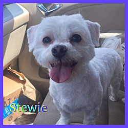 Thumbnail photo of Stewie #1