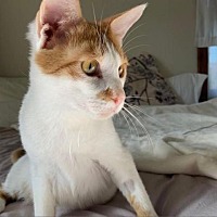 Photo of Abbas Tripod Kitty from Oman
