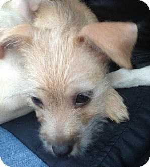 long haired chihuahua jack russell mix