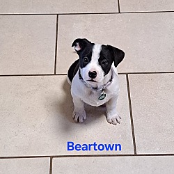 Photo of Beartown