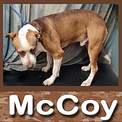 Thumbnail photo of McCoy #2