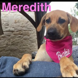 Thumbnail photo of Meredith #4