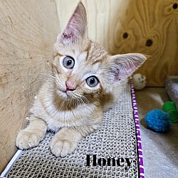 Thumbnail photo of Honey #4