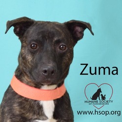 Thumbnail photo of Zuma #1