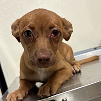 adopt a pet