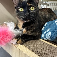 adopt-pet