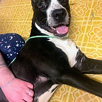 adopt a pet