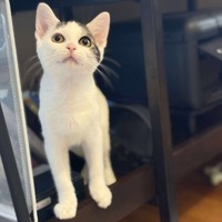 adopt-pet