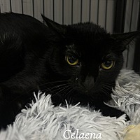 adopt-pet