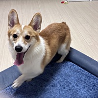 adopt-pet