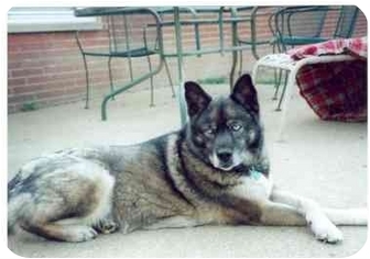 norwegian elkhound husky mix