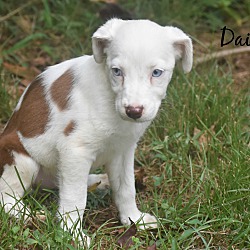Thumbnail photo of Daisy~adopted! #4