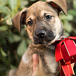 Thumbnail photo of Astra, stunning shepherd pup #4