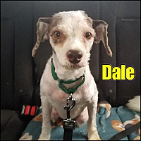 Photo of Dale