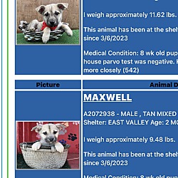 Thumbnail photo of Maxwell #3