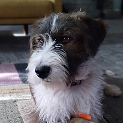 German wirehaired sale pointer schnauzer mix