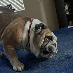 Photo of Bruno