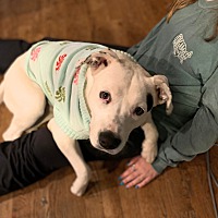 adopt a pet