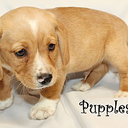 Thumbnail photo of Pupples~adopted! #3